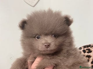 Pomeranian dogs Kc reg champion Russian bloodline small Pomeranian - Advert 5