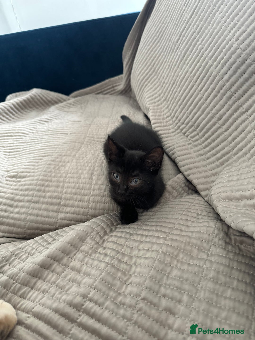 Mixed Breed cats for sale: Beautiful Domestic Shorthair Kittens grey / black - Image 20