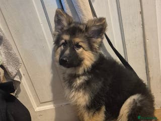 German Shepherd dogs German shepherd girl - Advert 2