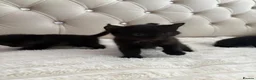 Mixed Breed cats for sale: 3 Beautiful Black Girl Kittens - Advert 3