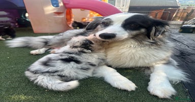 Australian Shepherd dogs - Advert 4