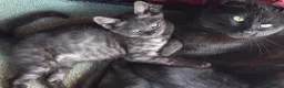 Bengal cats for sale: SMOKE CHARCOAL SILVER BENGAL MIX KITTENS - Advert 1