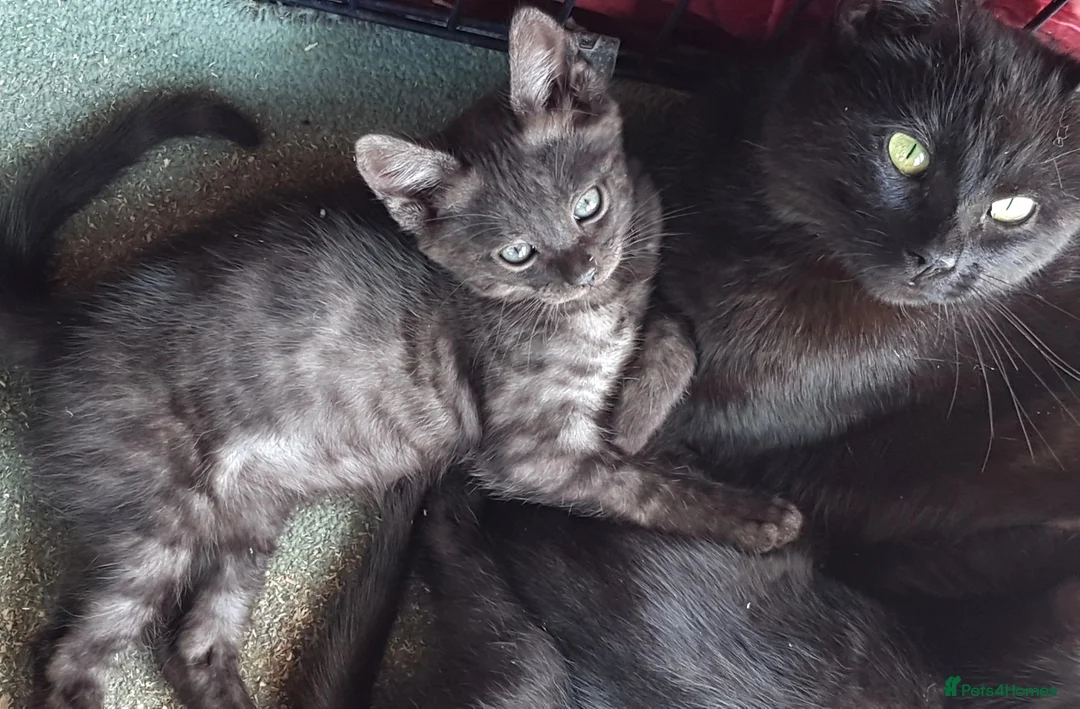 Bengal cats for sale: SMOKE CHARCOAL SILVER BENGAL MIX KITTENS - Advert 1