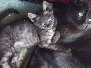 Bengal cats SMOKE CHARCOAL SILVER BENGAL MIX KITTENS - Advert 1