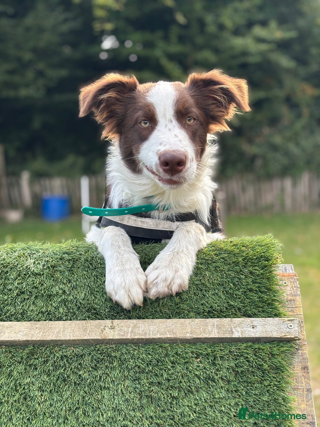 Mixed Breed dogs for sale: Great border collie cross  - Image 2