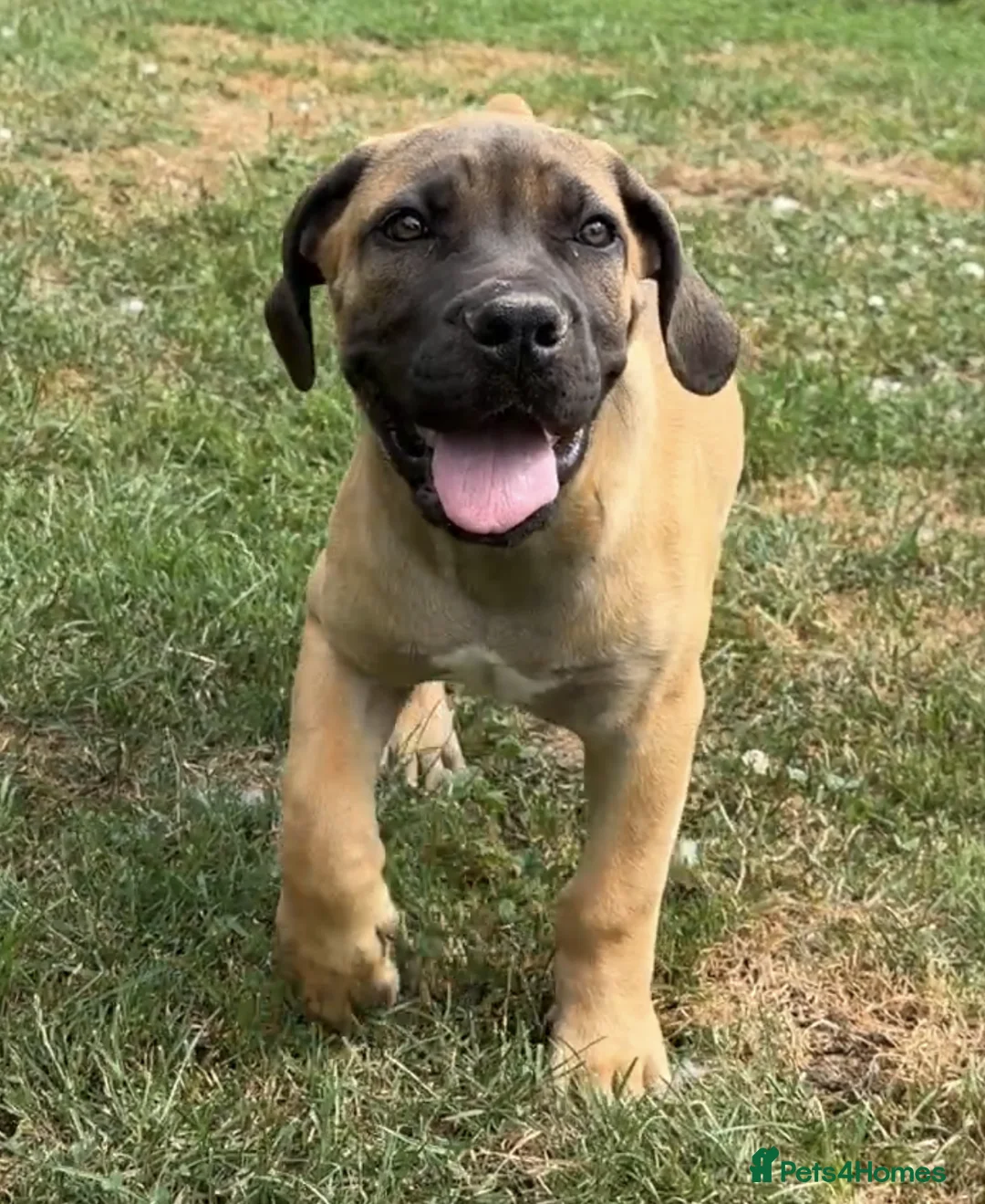 Boerboel dogs for sale: Stunning litter arrived- waitlist open - Advert 22