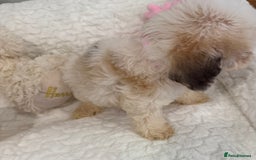 Cockapoo dogs for sale: Stunning sable, roan, parti f1. Full dna clear  - Image 15