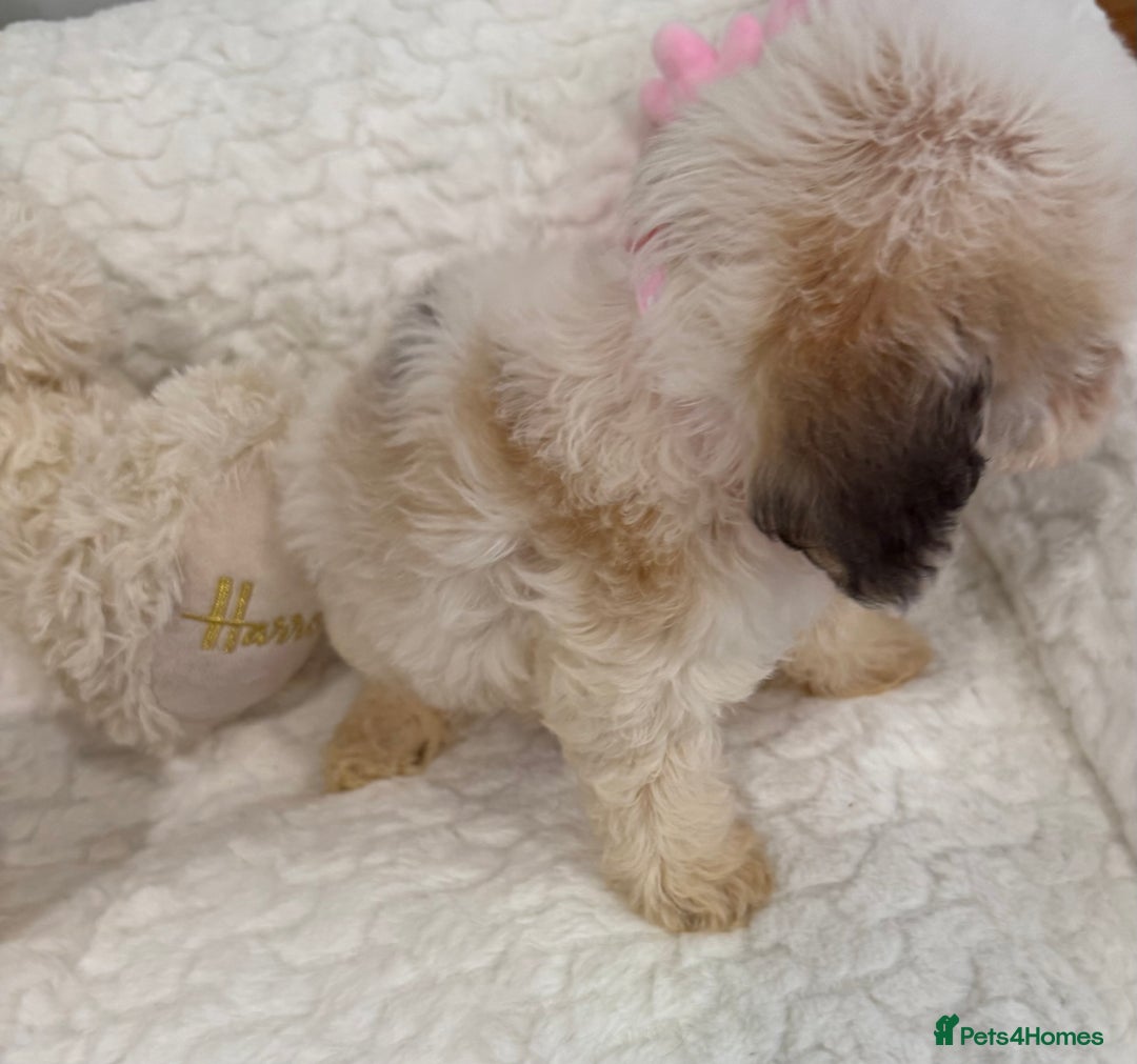 Cockapoo dogs for sale: Stunning sable, roan, parti f1. Full dna clear  - Image 15