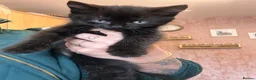 Mixed Breed cats for sale: ONE BOY LEFT in Berwick-upon-Tweed - Advert 1