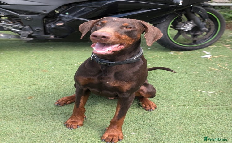 Dobermann dogs - Advert 1