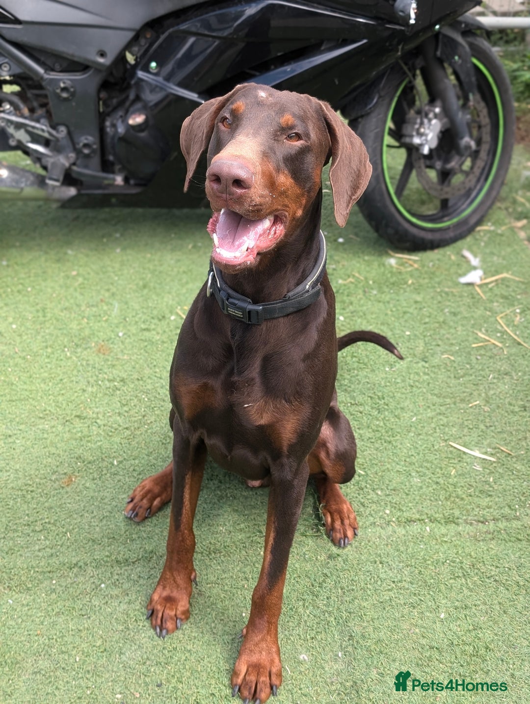 Dobermann dogs for sale: Doberman male available  - Image 1