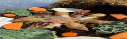 Snails invertebrates for sale: Giant African Snails for sale! - Advert 7