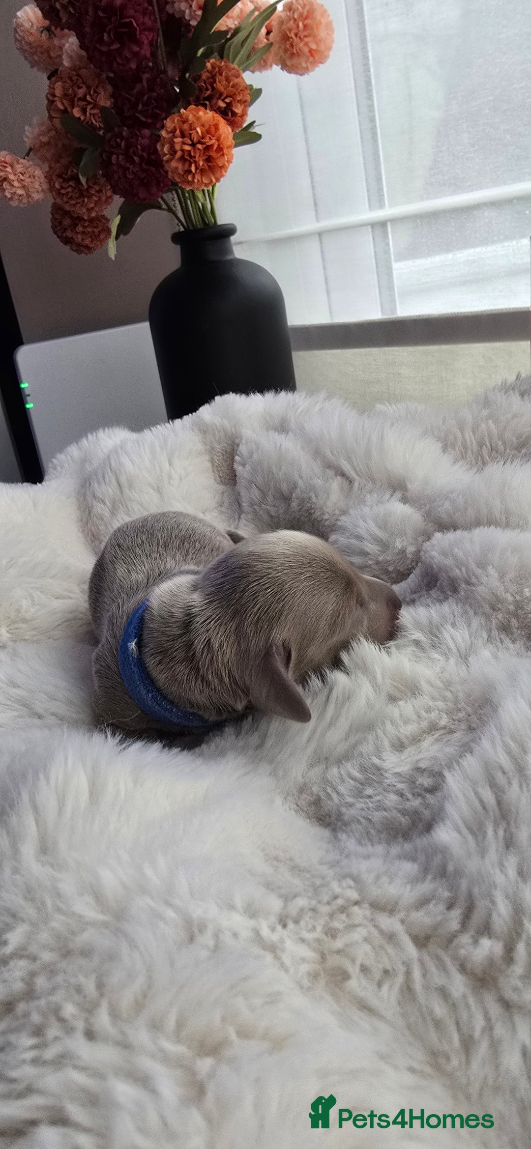 Miniature Dachshund dogs for sale: KC registered miniature Dachshund 🐶  - Advert 25