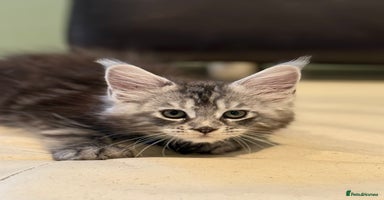 Maine Coon cats - Advert 3