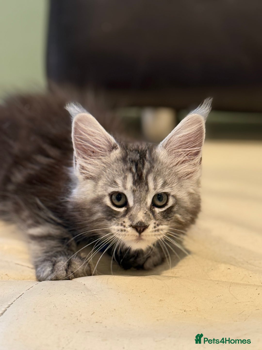 Maine Coon cats for sale: TICA registered kittens - Advert 14