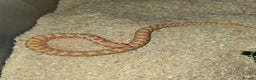 Snake reptiles for sale: Male albino hognose snake  - Advert 2