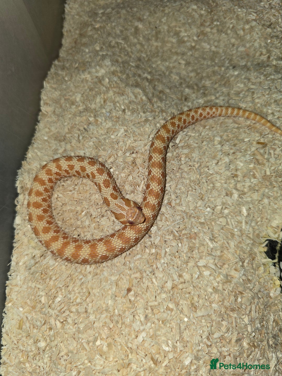 Snake reptiles for sale: Male albino hognose snake  - Advert 2