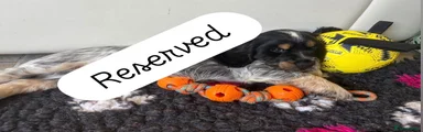 Cocker Spaniel 1