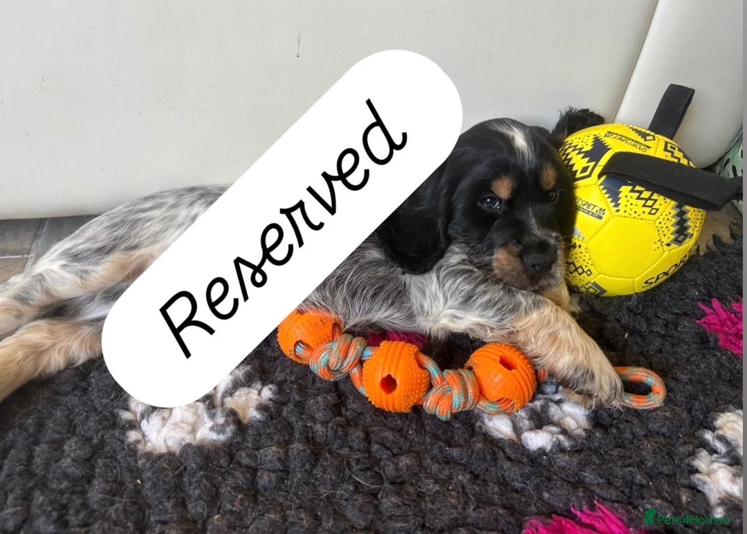 Cocker Spaniel dogs for sale: health tested KC English cocker spaniel  - Advert 11