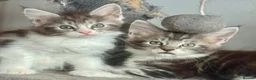 Maine Coon cats for sale: Stunning silver Maine Coon kittens ready now - Advert 7