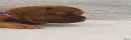 Dogue De Bordeaux dogs for sale: Beautiful Girl looking for forever home - Advert 7