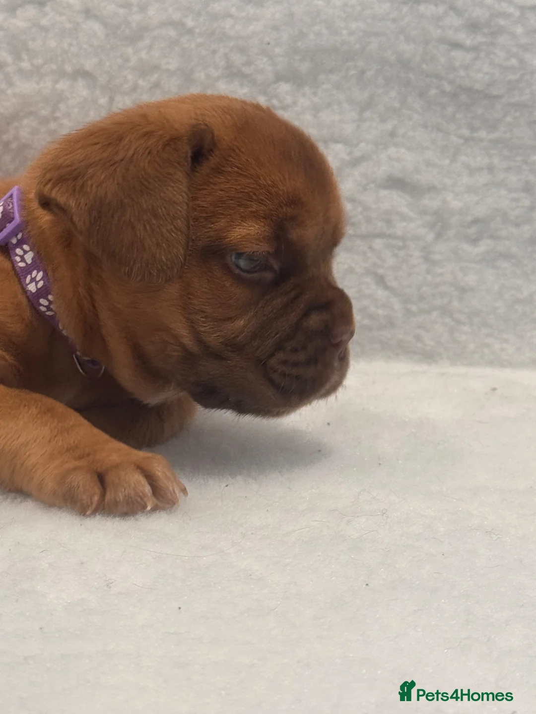 Dogue De Bordeaux dogs for sale: Beautiful Girl looking for forever home - Advert 7
