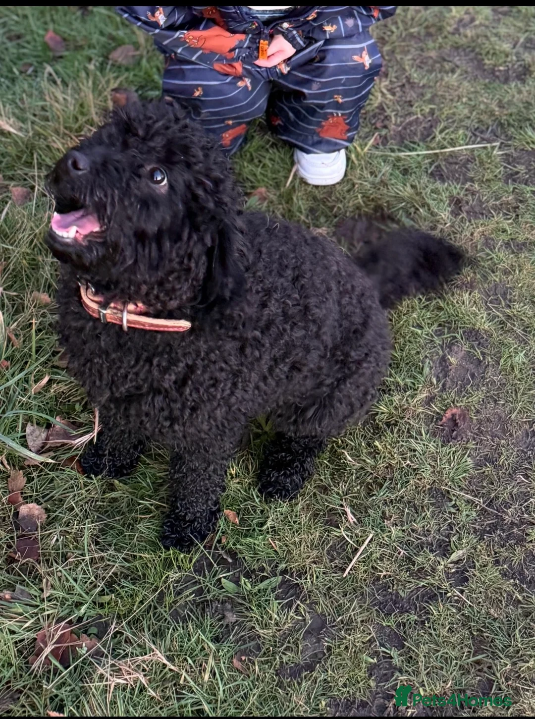 Labradoodle dogs for sale: Miniature labradoodle pups  - Advert 14