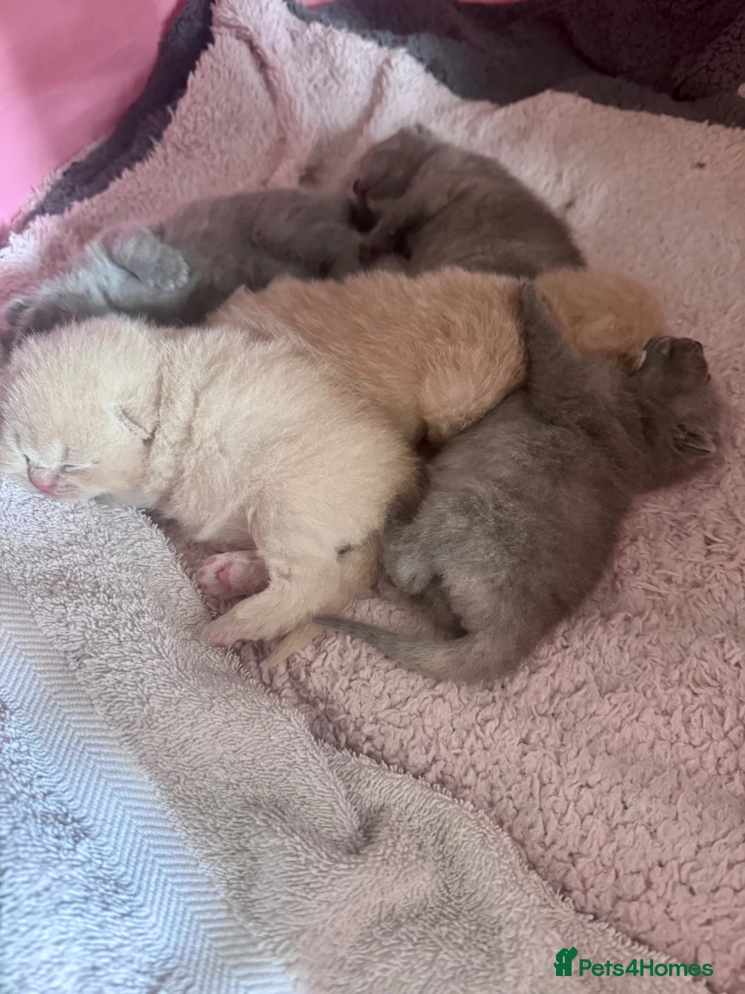 British Shorthair cats for sale: Gorgeous British Shorthair kittens  in Bedford - Advert 8