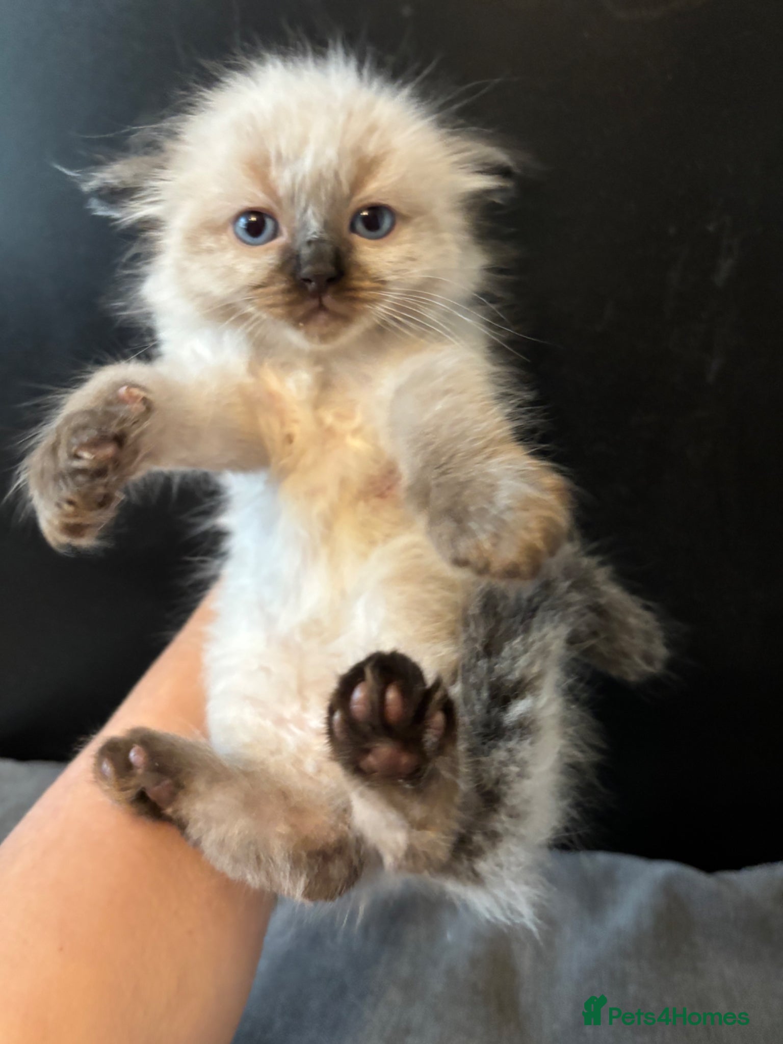 Ragdoll cats Stunning seal ragdoll male ready soon  - Advert 2
