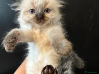 Ragdoll cats Stunning seal ragdoll male ready soon - Advert 2