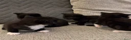 British Shorthair cats for sale: 4 black & white kittens. British short hair mother - Advert 12