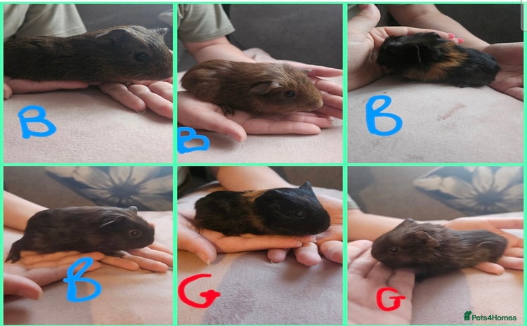 Guinea Pig rodents - Advert 2