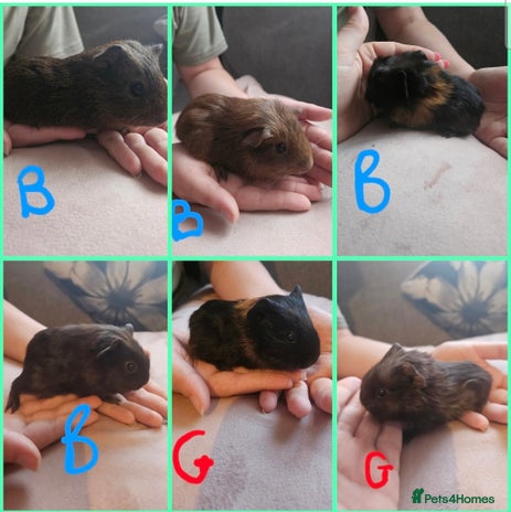 Guinea Pig rodents - Advert 2
