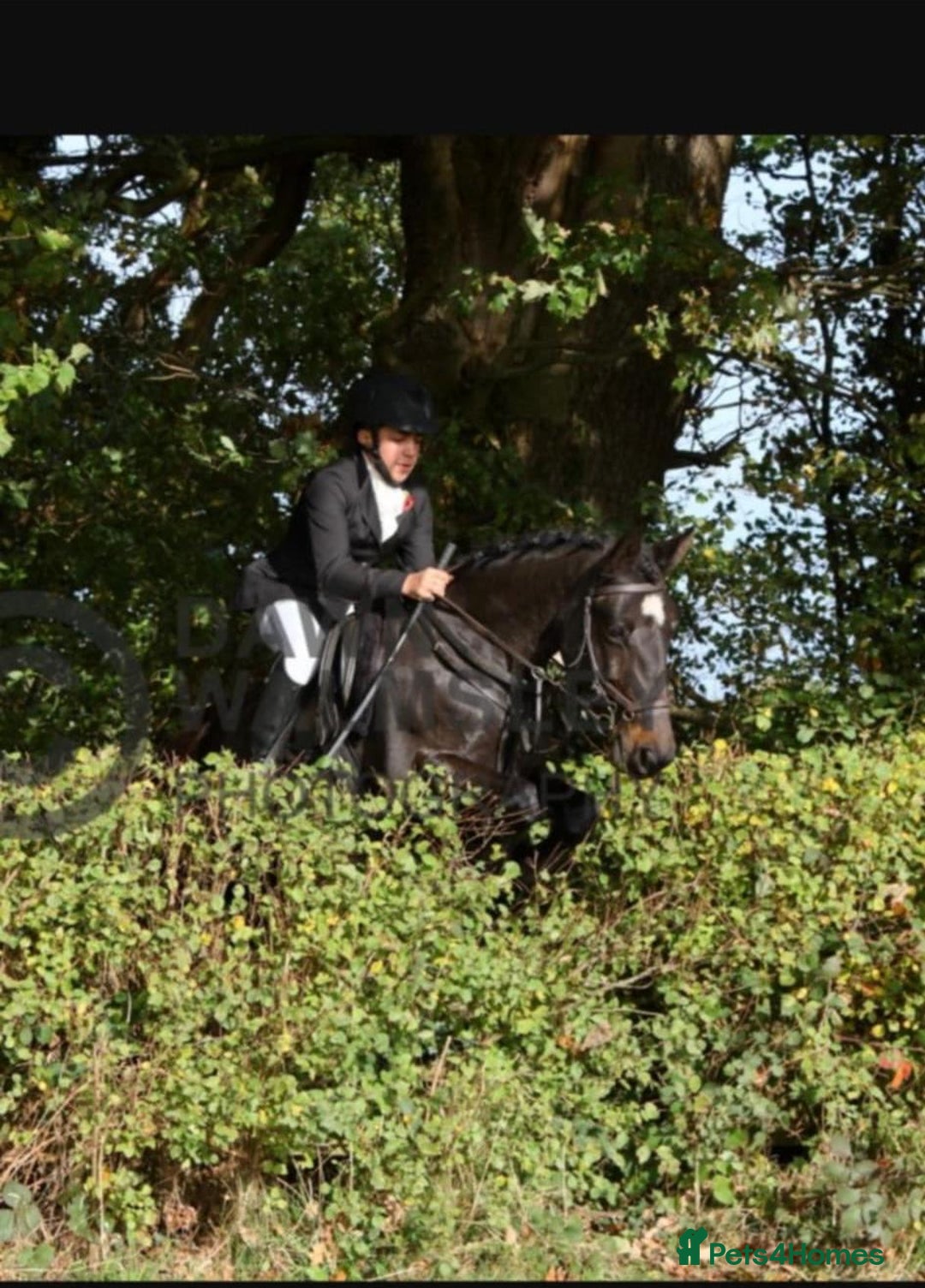 Other Breed horses for sale: Alrounder - Advert 2