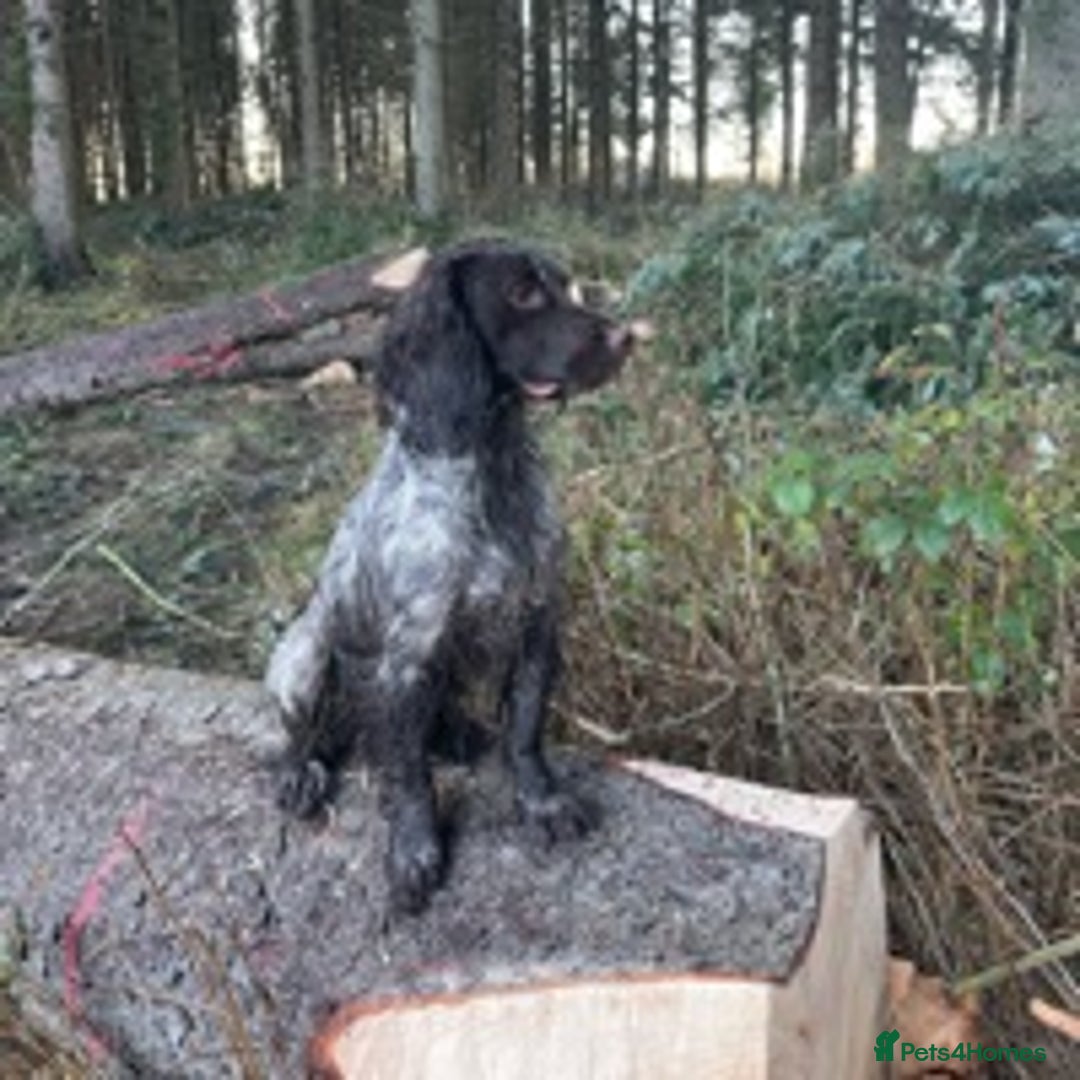 Cocker Spaniel dogs for stud: 🔥WORKING COCKER SPANIEL AT STUD🔥 in Gateshead - Advert 2