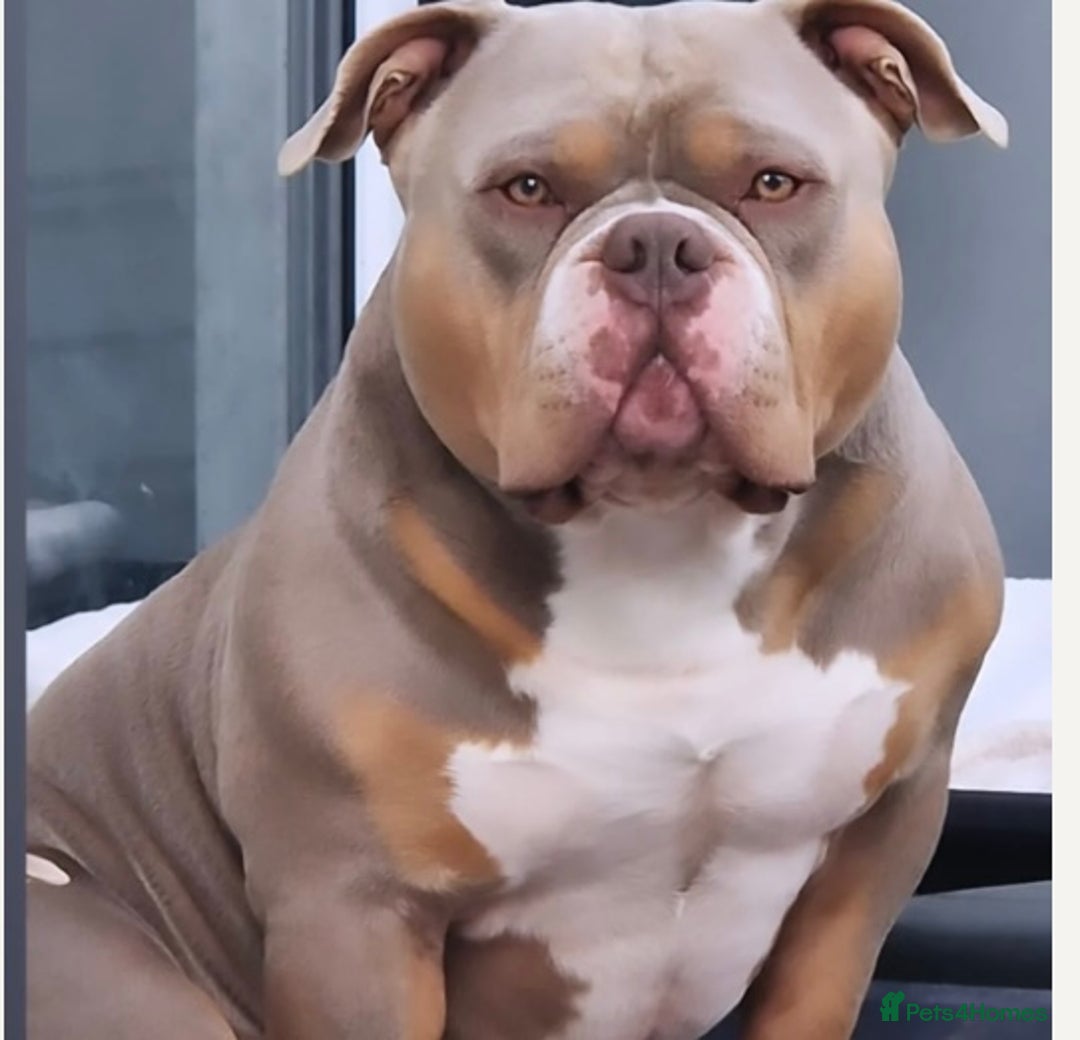 American Bully dogs for sale: Pocket bully’s  - Image 7
