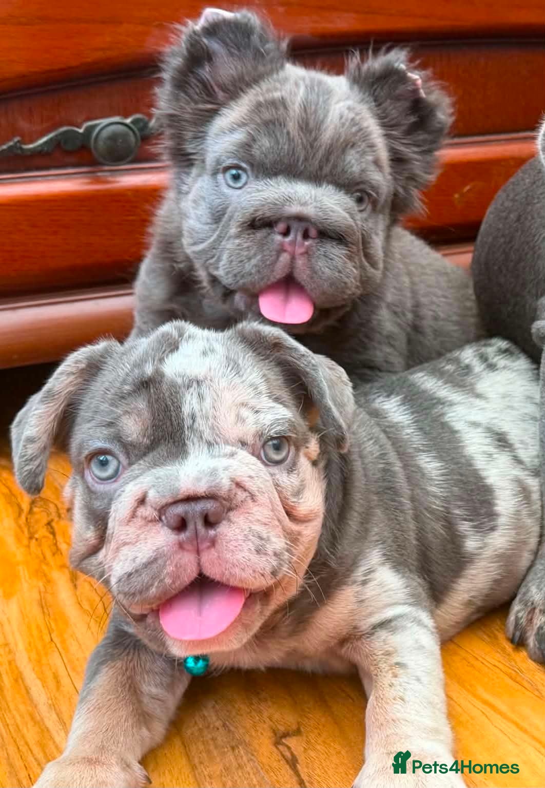 French Bulldog dogs French Bulldogs - Advert 9
