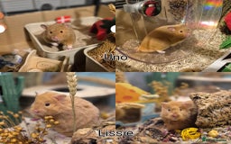 Hamster rodents for sale: 8 week old mink rex female syrian hamster in Torquay - Image 3