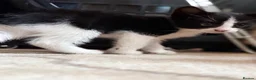 Mixed Breed cats for sale: Adorable black & white boy kittens - ready in 2wks - Advert 4