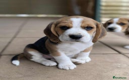 Beagle dogs for sale: Beagle Puppies - Image 4