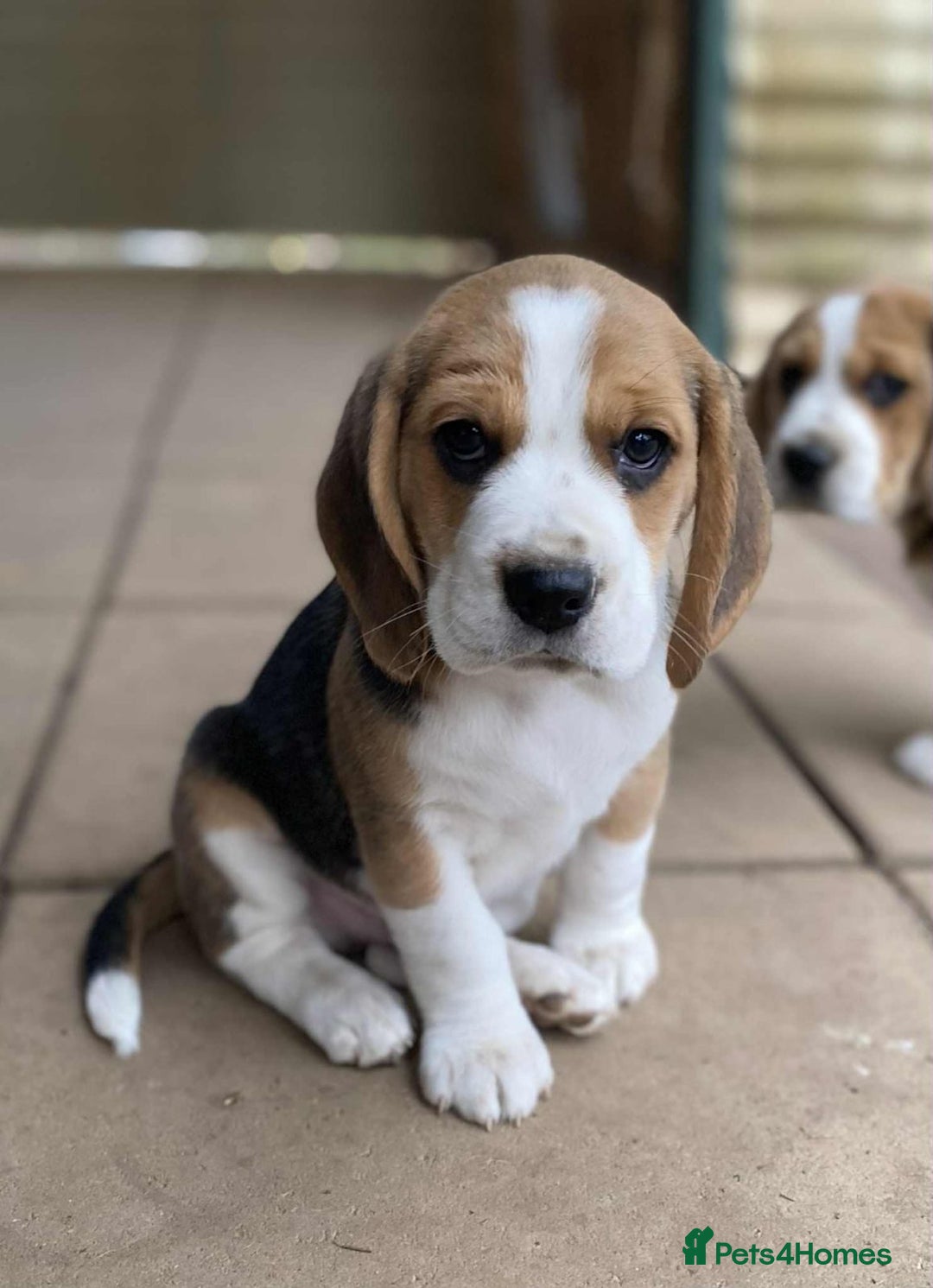 Beagle dogs for sale: Beagle Puppies - Image 4