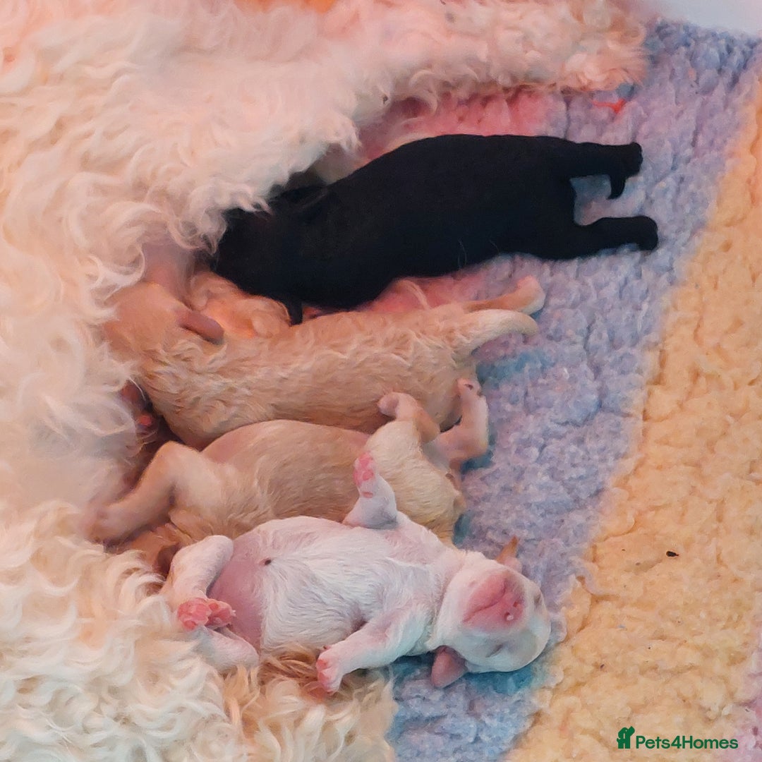 Toy Poodle dogs for stud: Silver Toy poodle  in Verwood - Advert 8