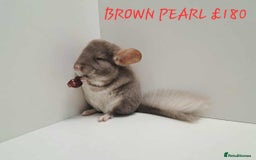 Chinchilla rodents for sale: STUNNING BABIES CHINCHILLA MIX COLOURS AND GENDER  - Image 9