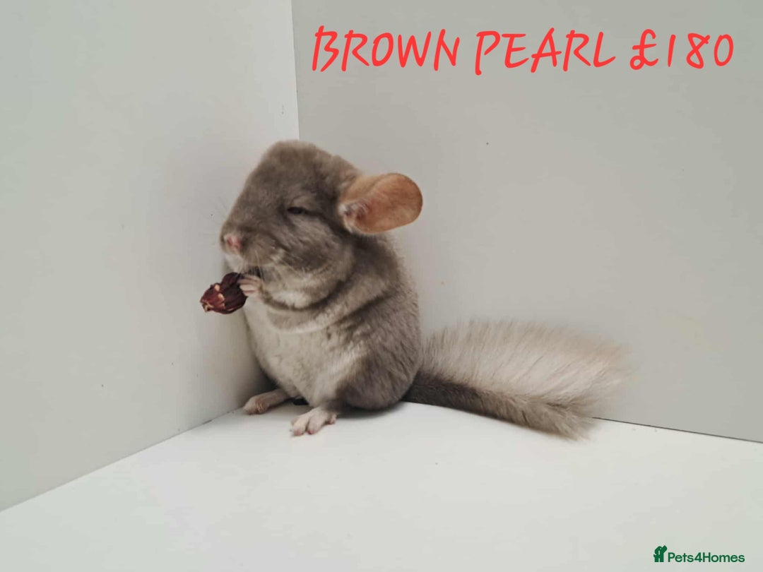 Chinchilla rodents for sale: STUNNING BABIES CHINCHILLA MIX COLOURS AND GENDER  - Image 9