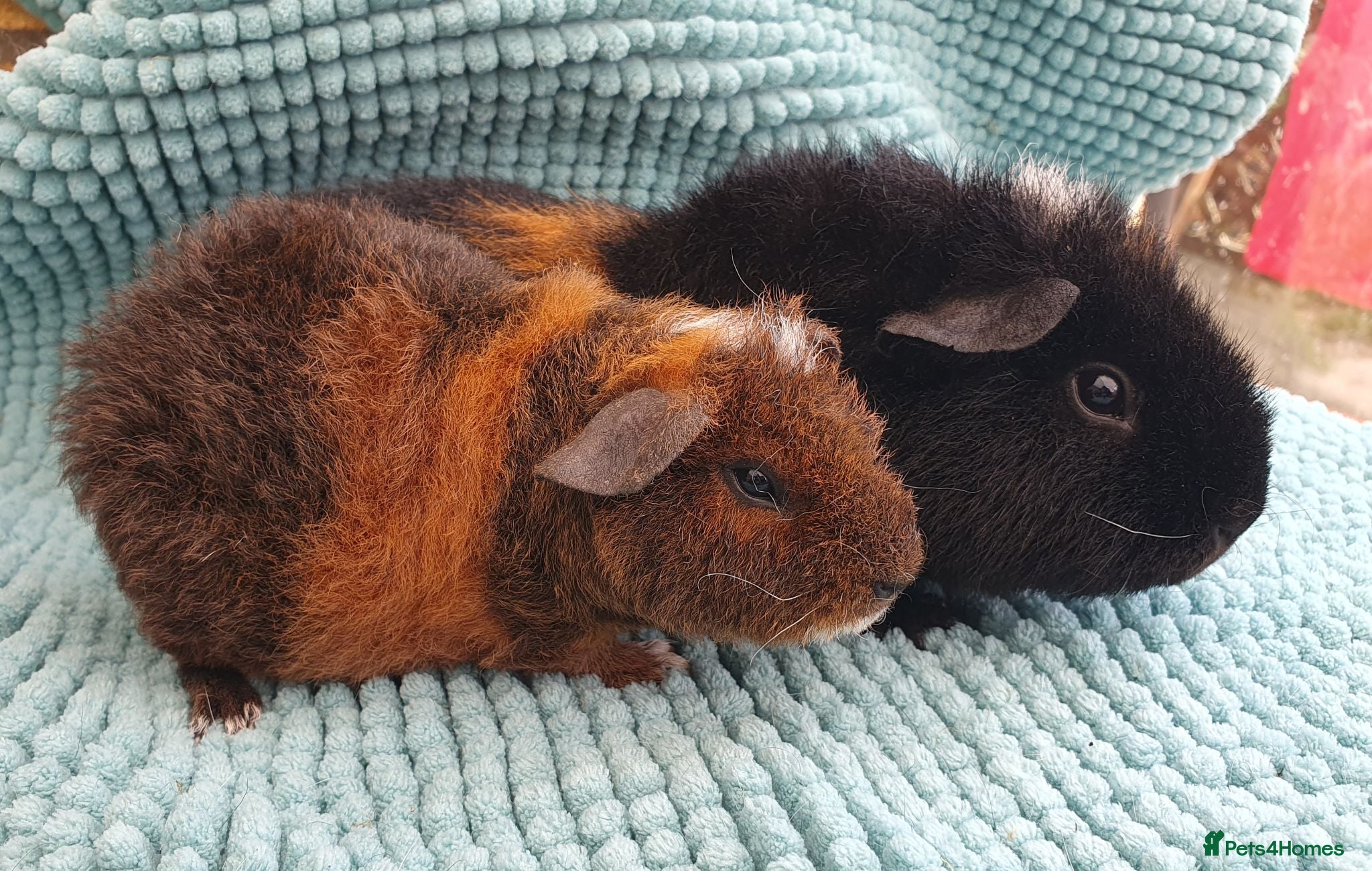 Guinea Pig rodents Beautiful guinea pigs  - Advert 1