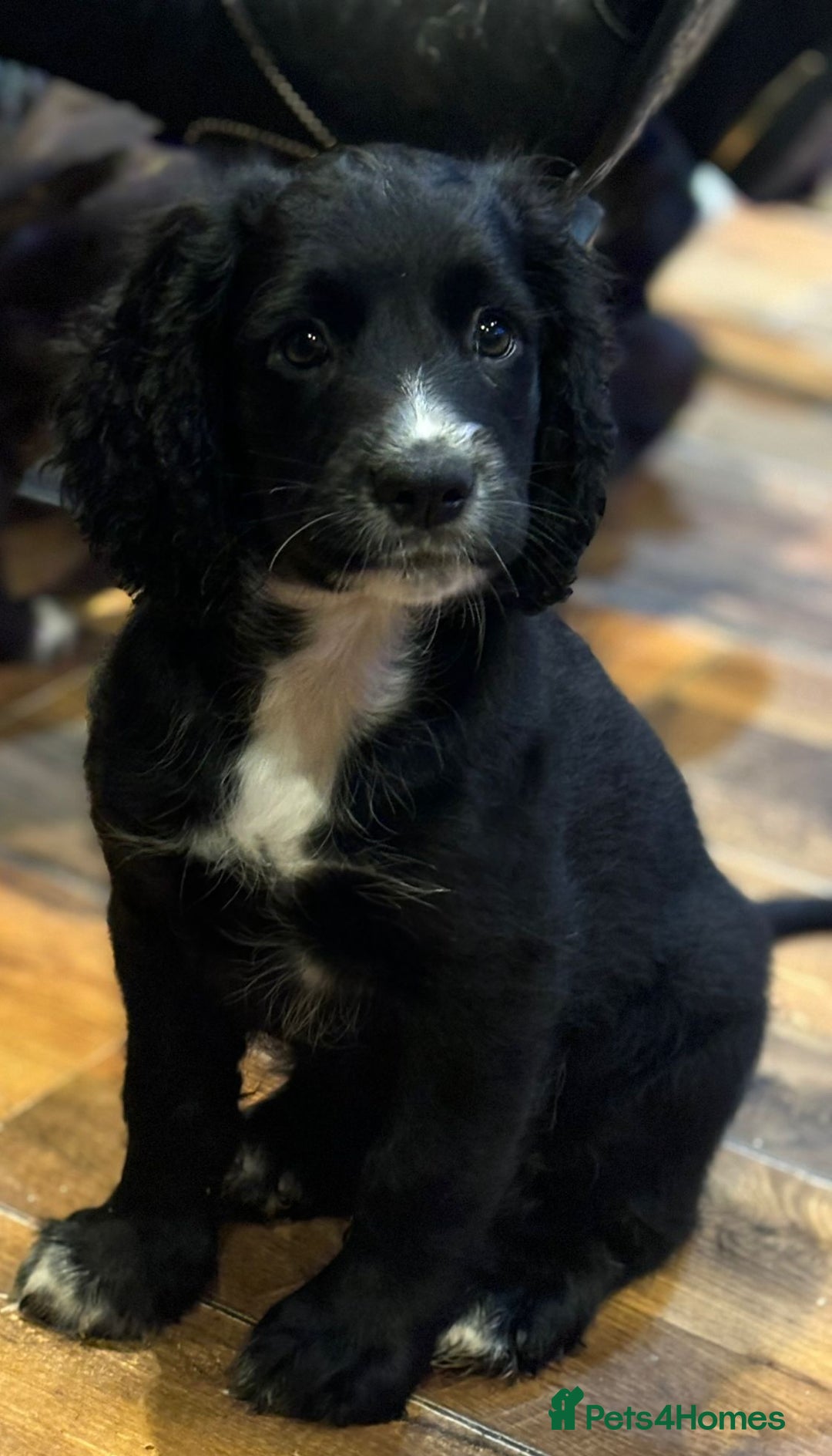 Cocker Spaniel dogs for sale: Last boy left !! working cocker spaniels - Advert 3