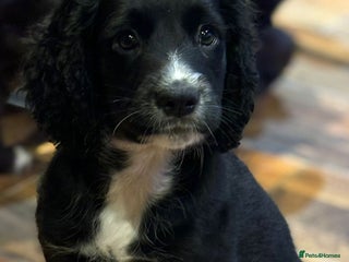 Cocker Spaniel dogs READY NOW!! working cocker spaniels - Advert 9