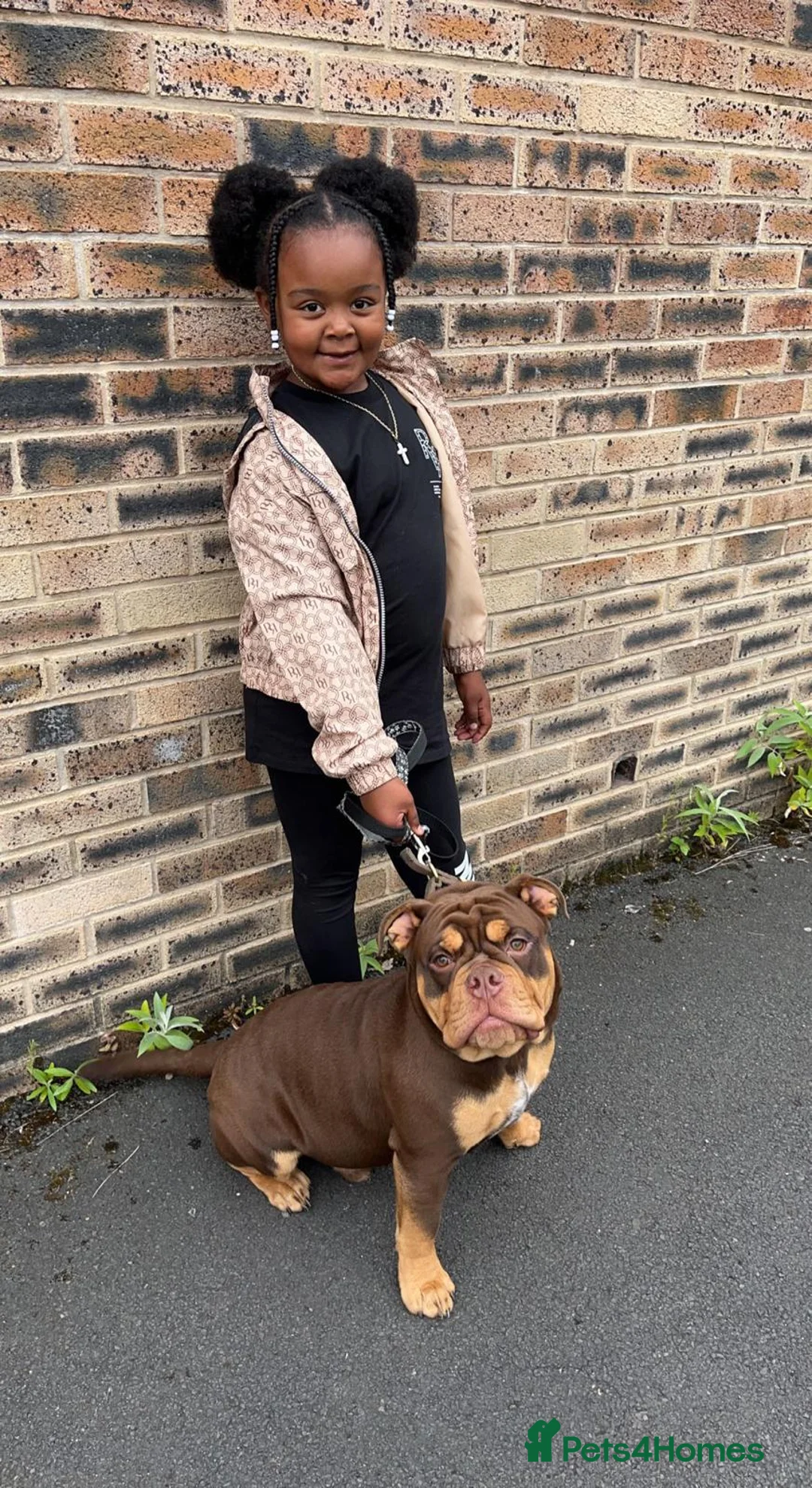 Old Tyme Bulldog dogs for stud: Stud available - Advert 2