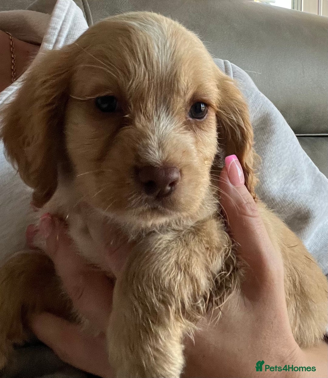 Cocker Spaniel dogs for sale: Cocker spaniel pups 🐾 - Image 7