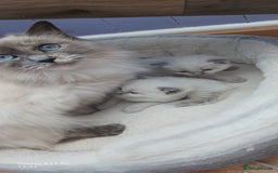 Ragdoll cats for sale: Ragdoll Kittens - Image 1